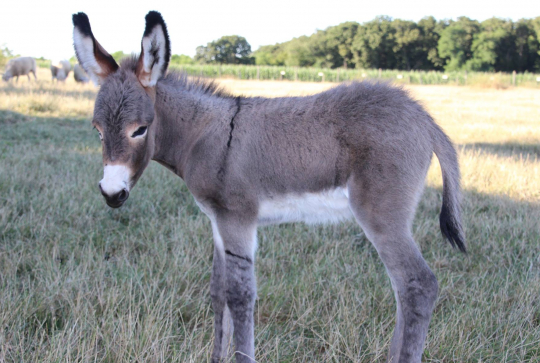 Ferme des Glaciers : âne