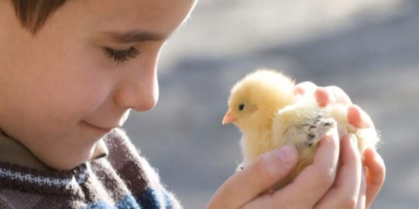 poussin_enfant_gally