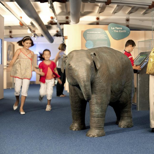 Nuit des Musées 2019 - Muséum d'Histoire Naturelle