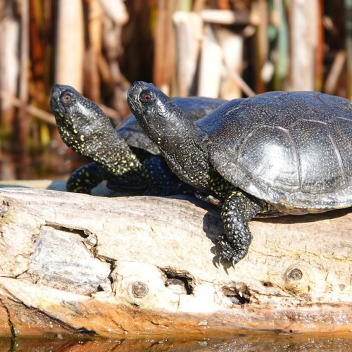 Le Refuge des Tortues