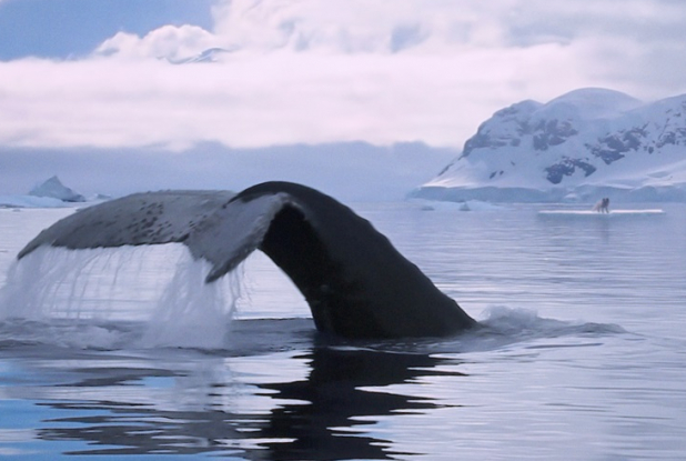 Kina & Yuk : renards de la banquise - baleine