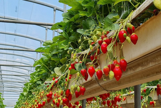 Cueillette de l'Herbasse