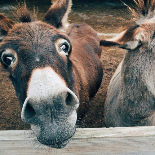 la closerie des tout petits