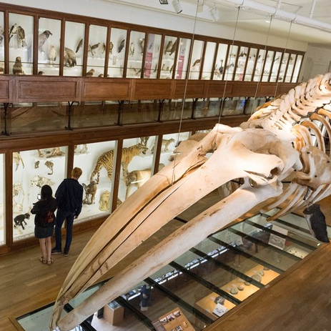 Muséum d'Histoire Naturelle de Nantes : galerie de zoologie