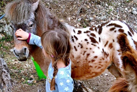 Ferme pédagogique Domaine de la Tour : poney