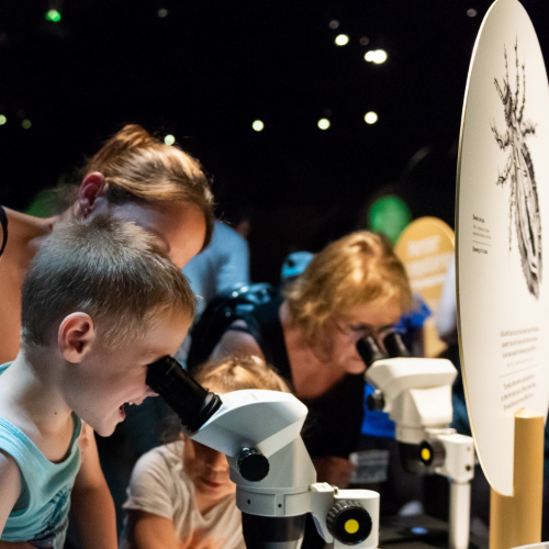 Exposition "Mini-monstres, les invisibles" : enfant regarde dans un microscope