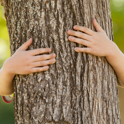 festival de l'Arbre de Castries