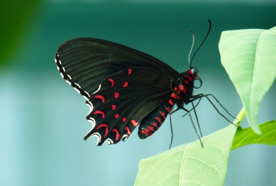 Jardin des découvertes : la Ferme aux Papillons