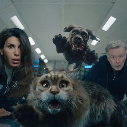 Chien et Chat Concours