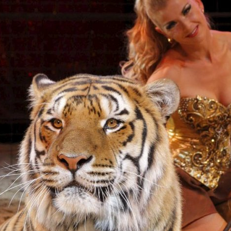 Cirques Pinder, Medrano, Gruss