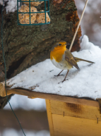 Atelier Cabanes à oiseaux
