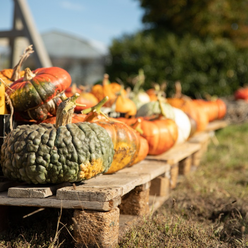 Le Festival des courges : Courges en tous genres dehors