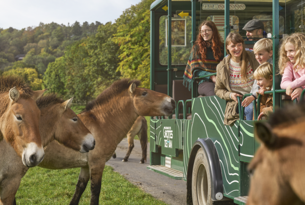 Parc animalier de Han - Visite en safari-car