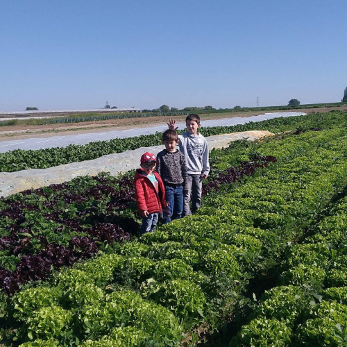 Aux 4 Vents : Trois petits garçons au milieu d'un champ de salades