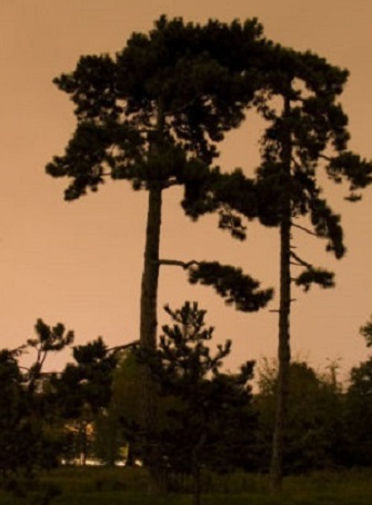 Pelouse de Reuilly au Bois de Boulogne