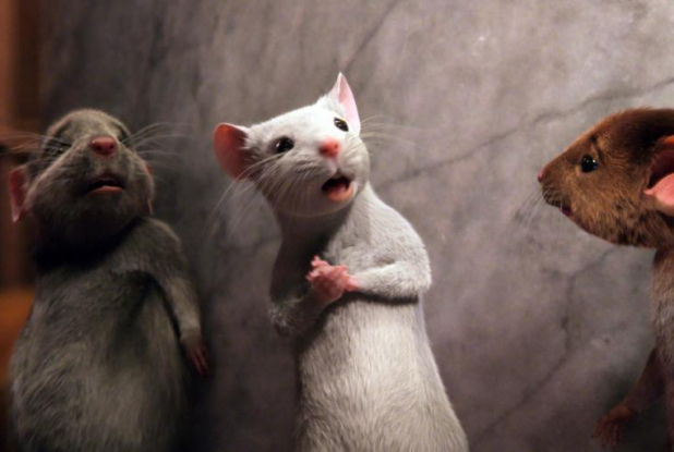 Sacrées sorcières : les souris