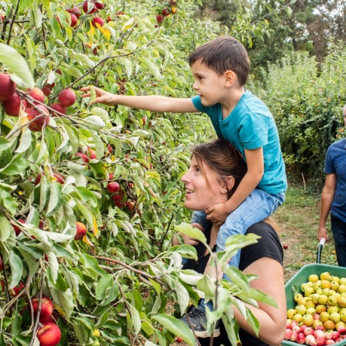 Cueillette de Cergy : pomme ramassée sur le dos d'une maman