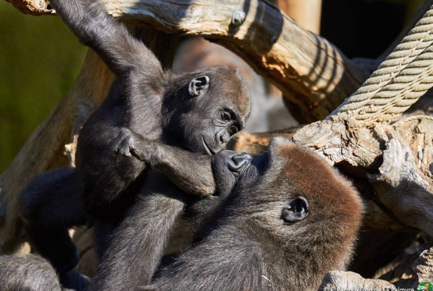 Zoo de la Palmyre - Gorilles