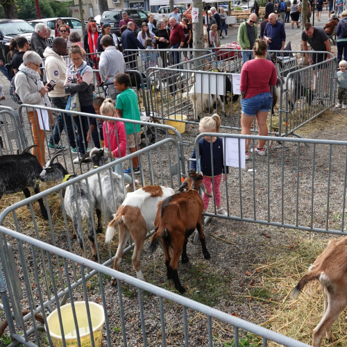 Fête de la chèvre et de la brebis