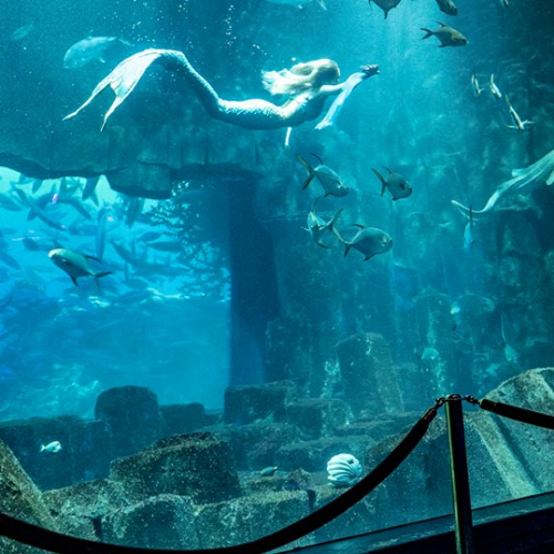 Aquarium de Paris - Cinéaqua