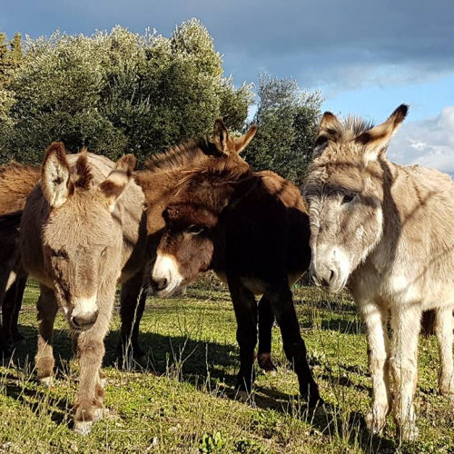 Ferme pédagogique du Dolmen