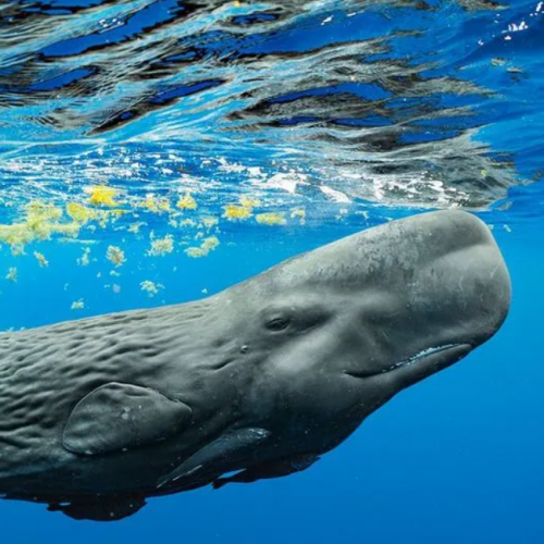 Expo Océans, l'odyssée immersive