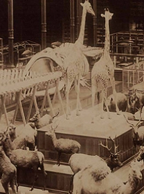 Museum à la Belle époque