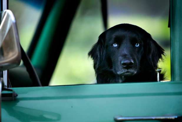 Tout est possible (The biggest little farm) - Chien