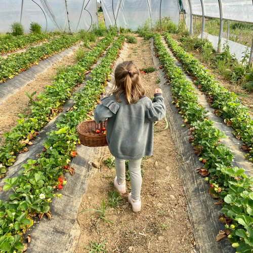 Le jardin d'à coté, cueillette