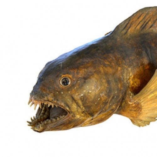 Fabuleux monstres marins