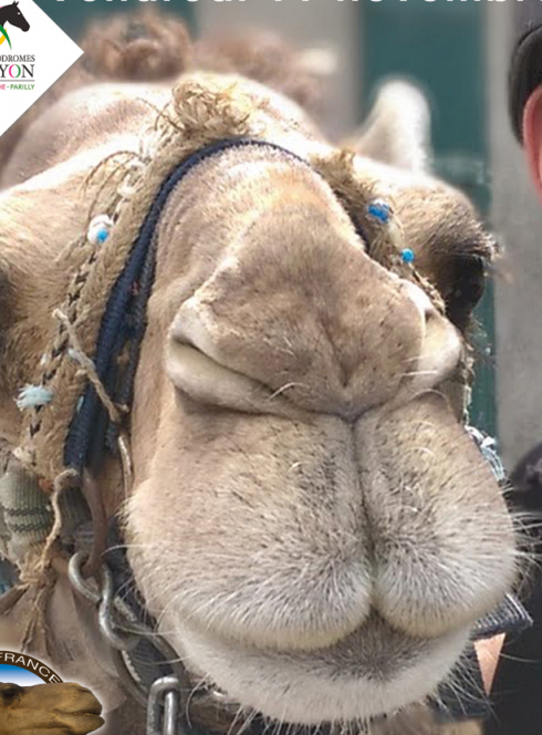 Coupe de France de courses de dromadaires