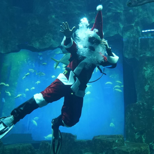 Noël 2018 à l'Aquarium de Paris : Père Noël plongeur