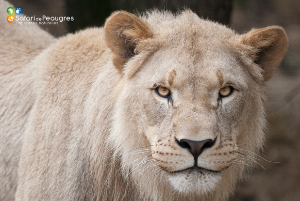 Safari de Peaugres - Lion d'Afrique