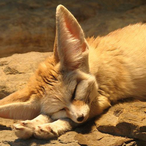 Les vacances d'été au Zoo de Lille
