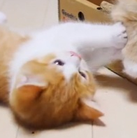 Quand les minous s'amusent - chatons