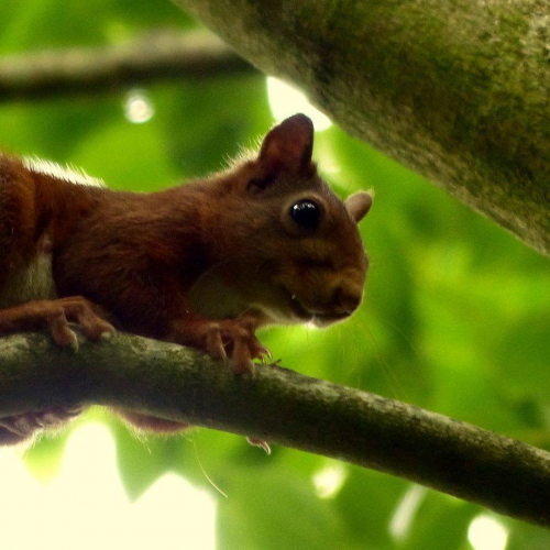 Arboretum Roger de Vilmorin - écureuil