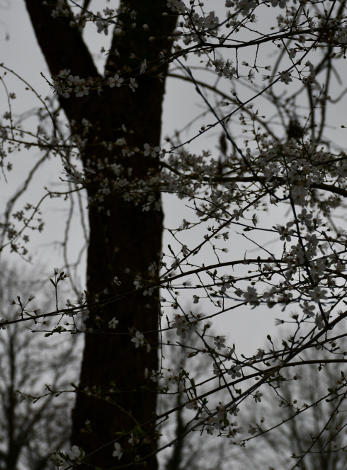 Écomusée de la Bintinais