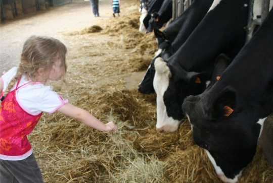 Bergerie Nationale de Rambouillet - Petite fille avec des vaches ©Yvelines