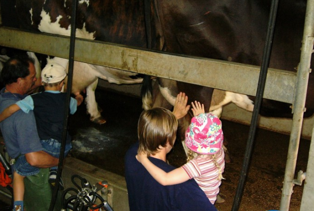 Ferme de la Puillière : traite des vaches