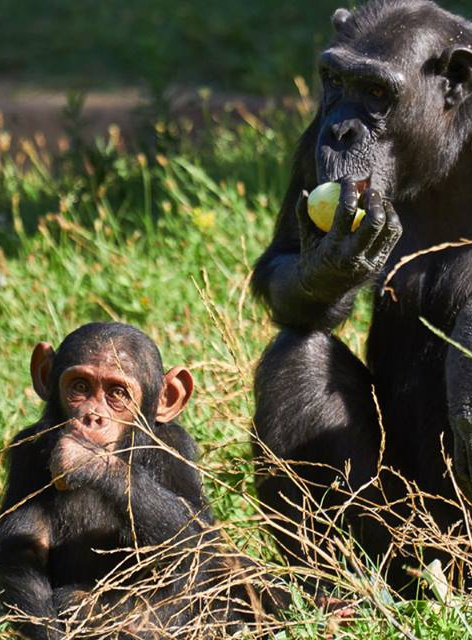 Zoo de la Palmyre