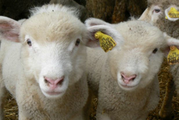 L'Herberie : moutons