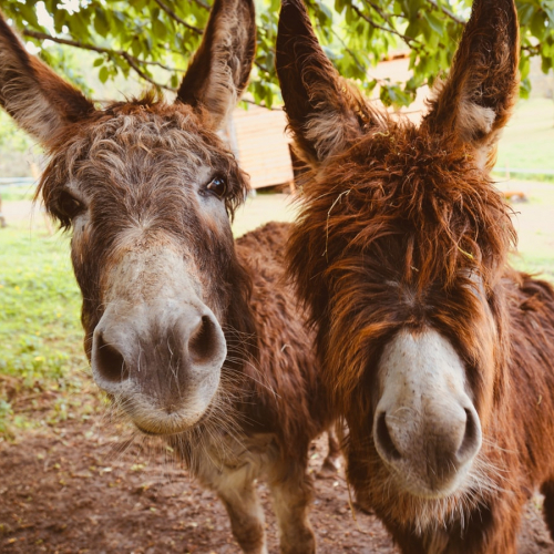 Fête du Cheval, de l'âne et du poney