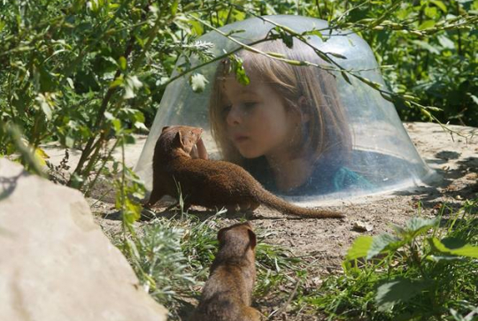Découverte des mangoustes