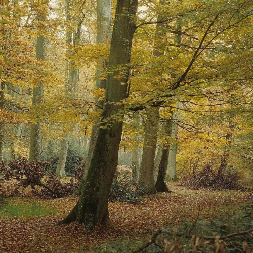 forêts