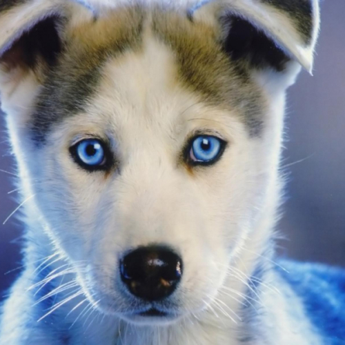 Exposition Canine internationale de Bordeaux 2018