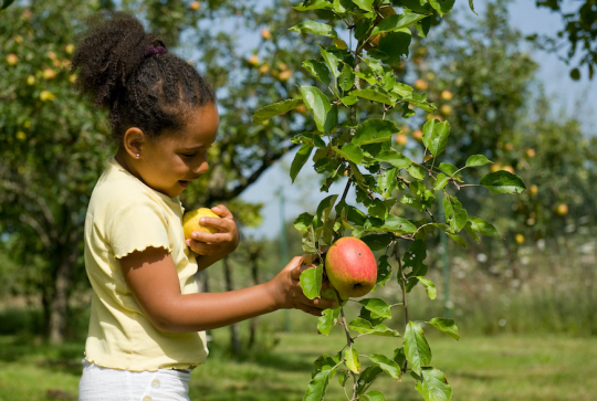 Cueillette des Gourmands : enfant cueille une pomme