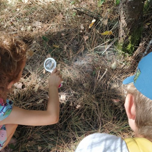Le Printemps de la Forêt du Bourgailh : insecte à la loupe