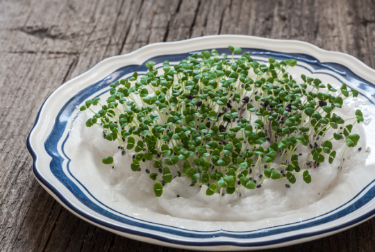 Germination de graines