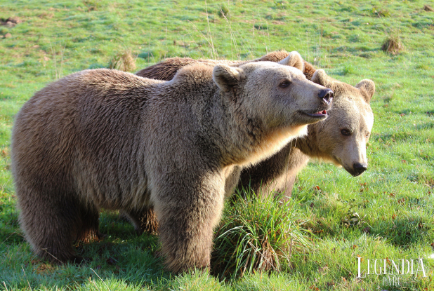 Legendia Parc : Ours