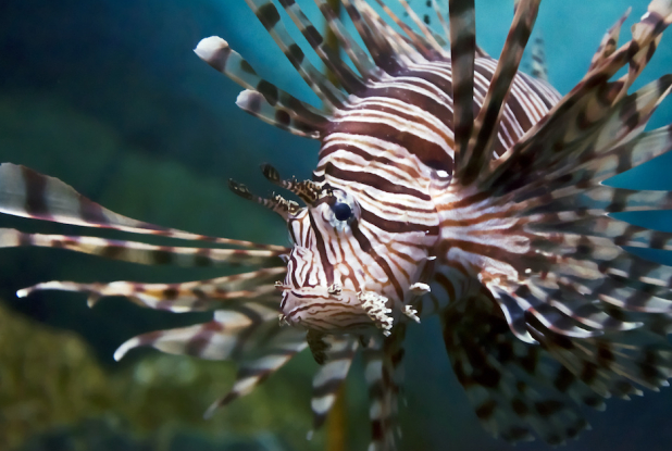 Oniria  : poisson scorpion